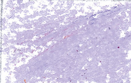 Oil Pastel Grey Rose